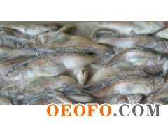 高效供應(yīng)冷凍粗加工水產(chǎn)品 雷魚與海鮮凍品解決方案